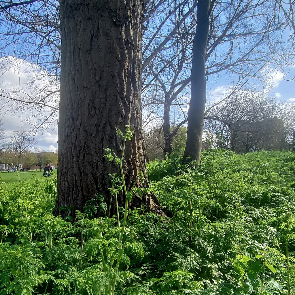 Trees & ferns in Paignton Park, Haringey, London N15